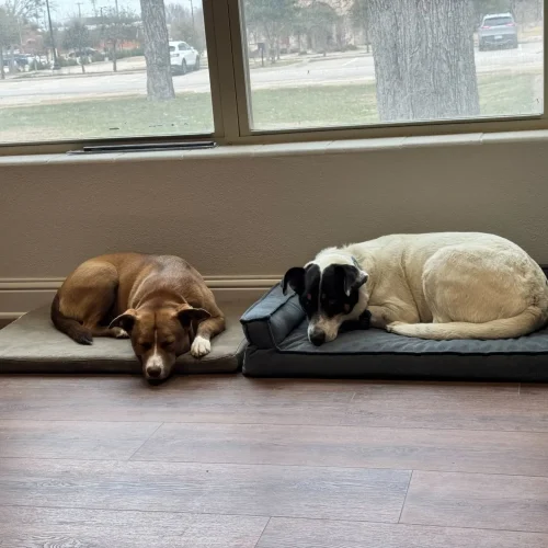 Dogs